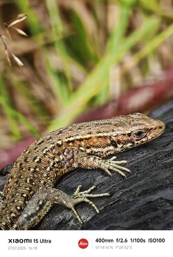 IMG_20250728_085033.jpg