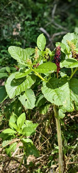 IMG_20250730_110828.jpg