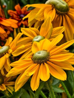 IMG_20250731_135958.jpg