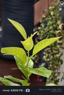 IMG_20250801_183327.jpg IMG_20250801_183327.jpg