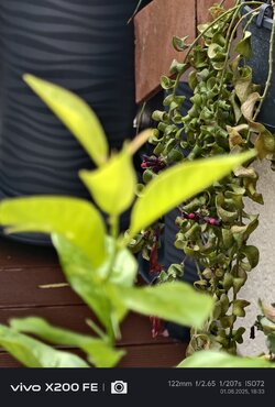 IMG_20250801_183322.jpg IMG_20250801_183322.jpg