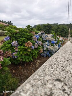IMG_20250802_170402.jpg