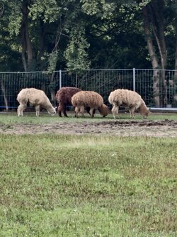 IMG_20250802_162428.jpg
