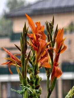 IMG_20250802_101356.jpg
