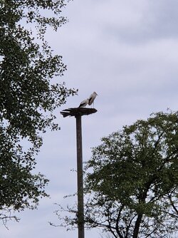 S2401.jpg