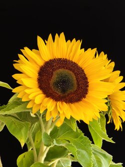 IMG_20250723_172749.jpg