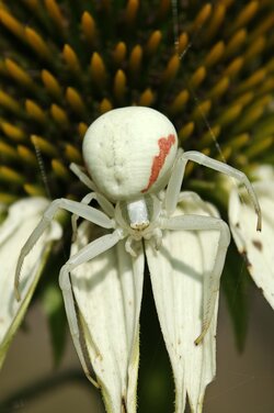 Krabbenspinne.jpg