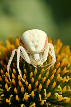 Krabbenspinne 02.jpg