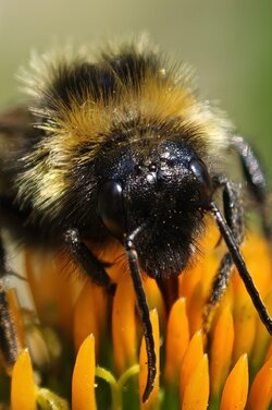 Hummel 01.jpg