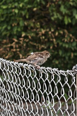 Spatz.jpg