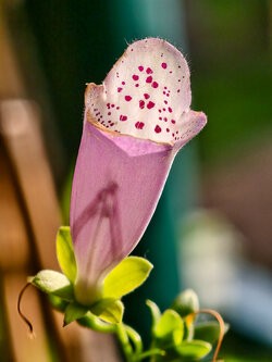 IMG_20250802_184447.jpg