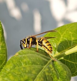 IMG_20250806_192913.jpg
