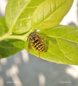 IMG_20250806_193755.jpg