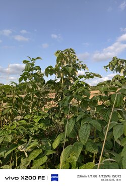 IMG_20250806_181145.jpg