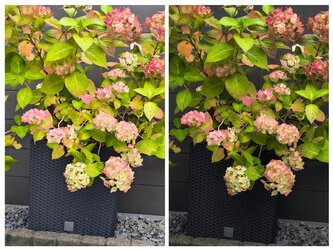 20250807_074831-COLLAGE.jpg