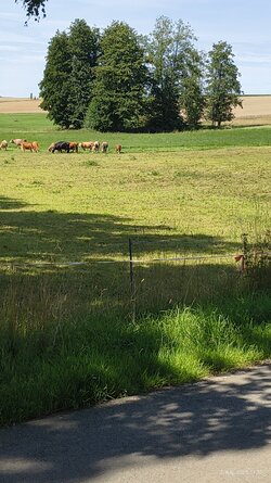 2,9 Zoom Pro-Modus IMG_20250807_112344916.jpg
