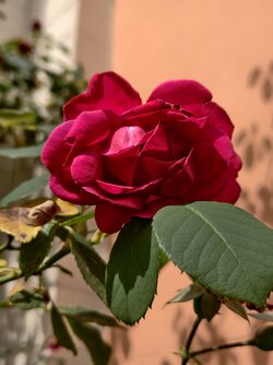 IMG_20250807_133300.jpg