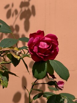 IMG_20250807_133213.jpg
