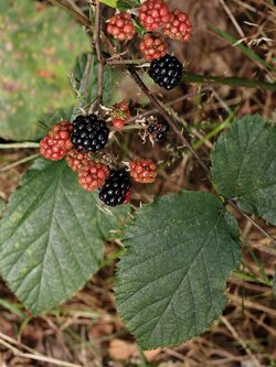 IMG_20250807_172442.jpg