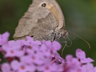 IMG_20250807_181252.jpg