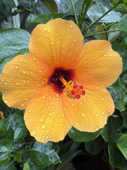 IMG_1935.jpeg