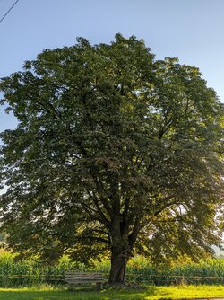 PXL_20250810_052538885.jpg