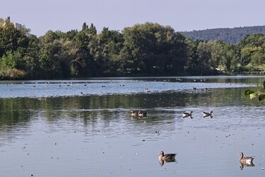 Graugänse 03.jpg