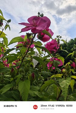 IMG_20250803_143312.jpg