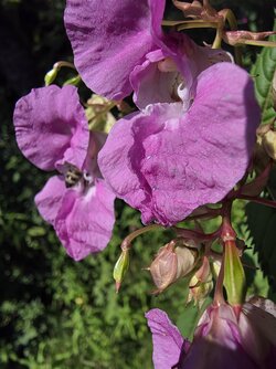 20250810_133041.jpg