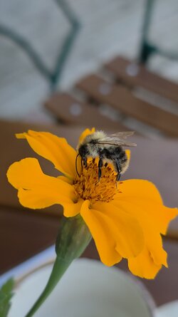 Hummel.jpg