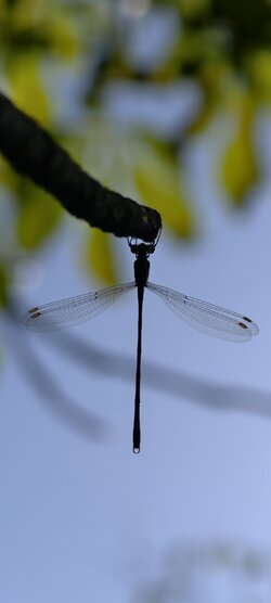 IMG_20250811_161637.jpg