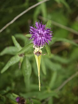 IMG_20250807_165035.jpg