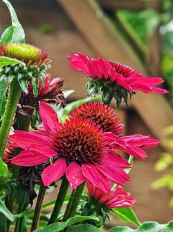IMG_20250812_171651.jpg