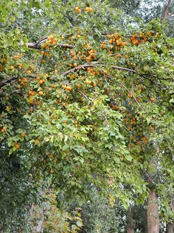 IMG_20250812_202926.jpg