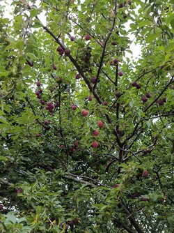 IMG_20250812_203047.jpg