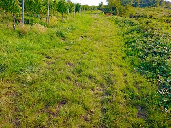 IMG_20250813_081706_downscaled.jpg