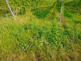 IMG_20250813_081717_downscaled.jpg