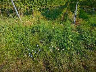 IMG_20250813_081727_Downscaled.jpg