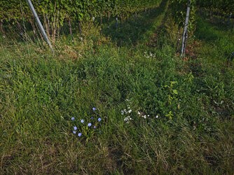 IMG_20250813_081731_Downscaled.jpg