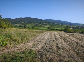 IMG_20250813_082048_Downscaled.jpg