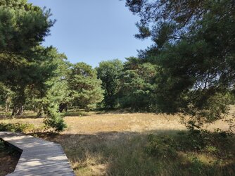 Vivo-Sonne58.jpg