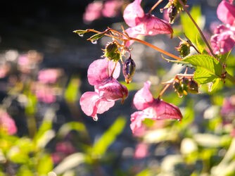 IMG_20250809_081837.jpg