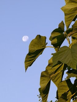 IMG_20250812_070612.jpg