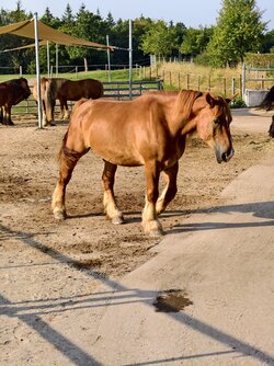 IMG_20250815_085159.jpg