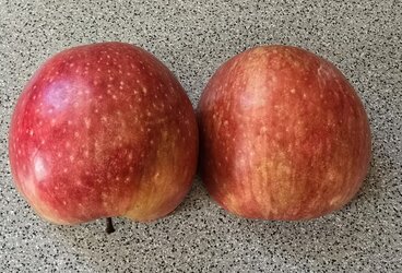 Apfel 1.jpg