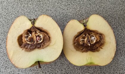 Apfel 2.jpg
