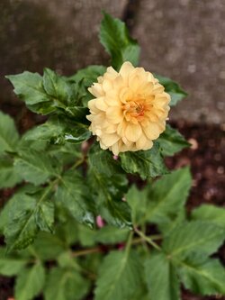 IMG_20250710_151611.jpg