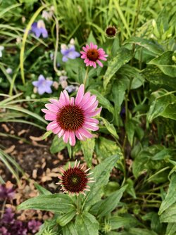 IMG_20250712_190754.jpg