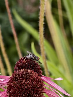 IMG_20250718_17475_Graue-Fleischfliege.jpg