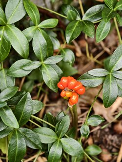 IMG_20250729_gefleckter Aronstab (Arum maculatum).jpg